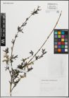 Foto von Salix purpurea L.